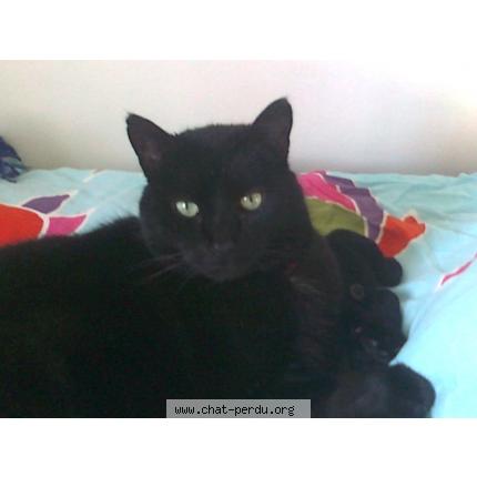 Photo 1/1 Ebène Chat lost in Milly la foret