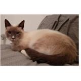 Picture of cat lost at Perpignan