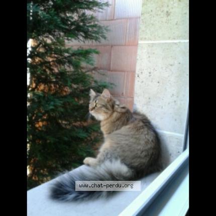 Photo 1/1 Noisette Chat lost in Merville