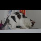 Picture of cat lost at Amiens