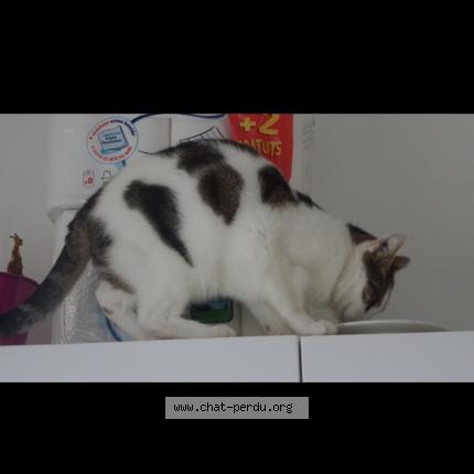 Photo 1/1 Carusinho Chat lost in Amiens