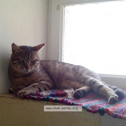 Photo 1/1 grisette Chat lost in Lalheue