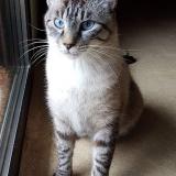 Picture of cat lost at Seignosse Le Penon