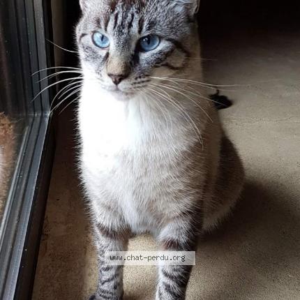 Photo 1/1 Nougat Chat lost in Seignosse le penon