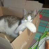 Picture of cat lost at Espedaillac