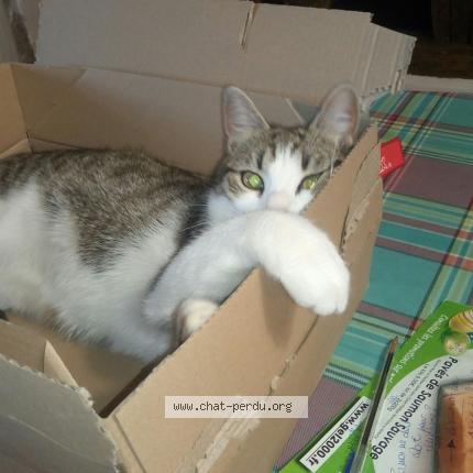 Photo 1/1 Nainnain Chat lost in Espedaillac