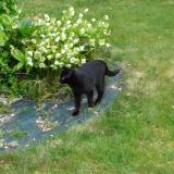 Picture of cat lost at Saint Senier