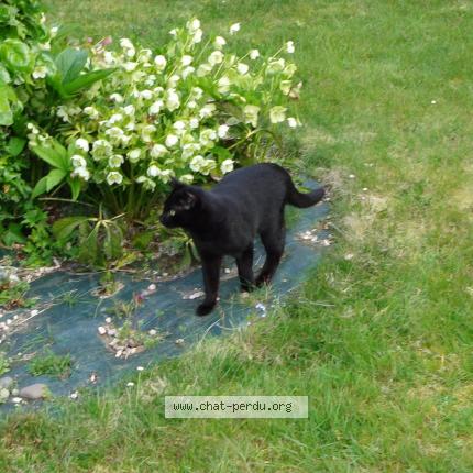 Photo 1/1 FIGARO Chat lost in Saint senier