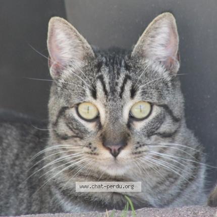 Photo 1/1 TIGROU Chat lost in Saint jean