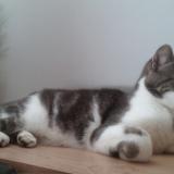 Picture of cat lost at Saint Vivien De Medoc