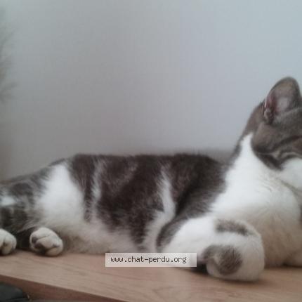 Photo 1/1 SUSHI Chat lost in Saint vivien de medoc