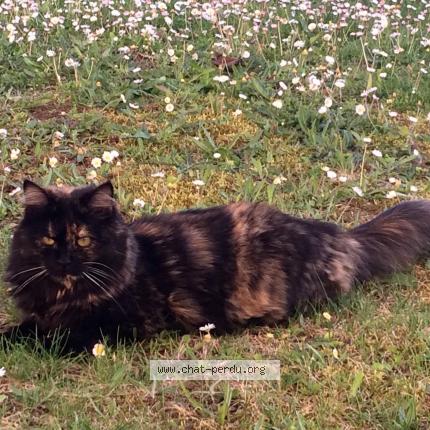 Photo 1/1 Thémis Chat lost in Les gonds