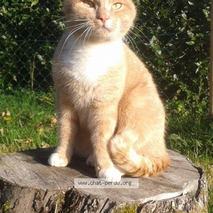 Photo 1/1 Simba Chat lost in Lusignan