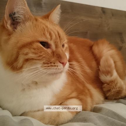 Photo 1/1 Sushi Chat lost in Saint didier