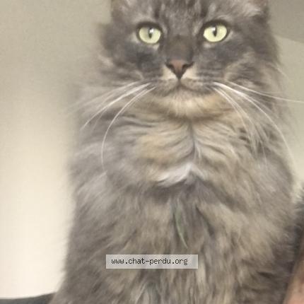 Photo 1/2 Hermès Chat lost in Romans sur isere