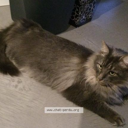 Photo 2/2 Hermès Chat lost in Romans sur isere