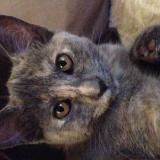 Picture of cat lost at Montchauvet