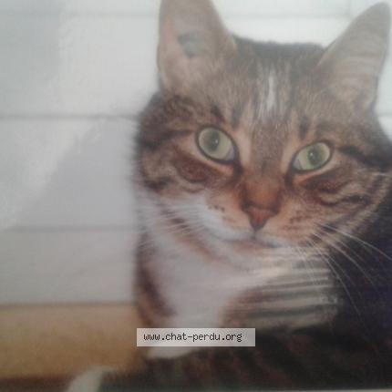 Photo 1/1 nini Chat lost in Villeparisis