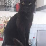 Picture of cat lost at Plougastel Daoulas