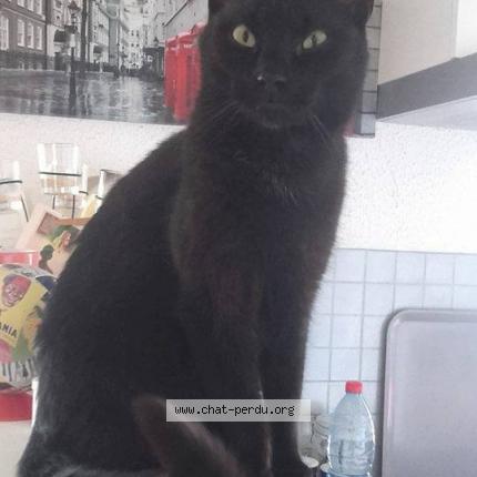 Photo 1/1 Poète Chat lost in Plougastel daoulas