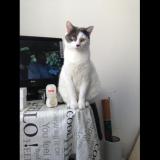 Picture of cat lost at Chateaubriant