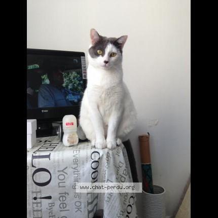 Photo 1/1 Fiesta Chat lost in Chateaubriant