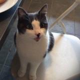 Picture of cat lost at Saint Sulpice