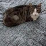 Picture of cat lost at Saint Nazaire