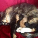 Picture of cat lost at Josselin