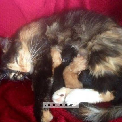 Photo 1/1 Geunièvre Chat lost in Josselin