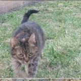 Picture of cat lost at Epernon