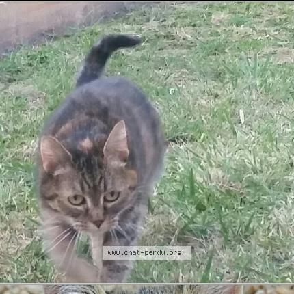 Photo 1/1 Kasey Chat lost in Epernon