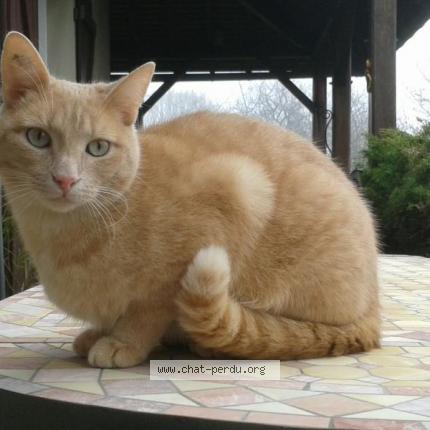 Photo 1/1 Scapin Chat lost in Aluze