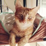 Picture of cat lost at Verrieres Le Buisson