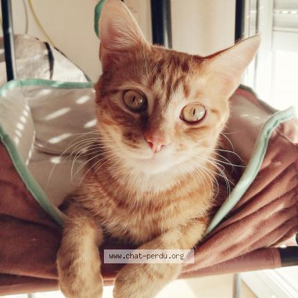 Photo 1/1 LOOPING Chat lost in Verrieres le buisson