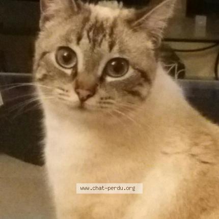 Photo 1/1 Luna Chat lost in Montauban