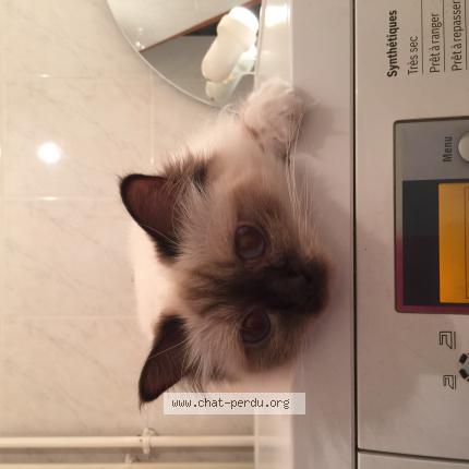 Photo 1/1 Vaux Aline Chat lost in Illiers combray