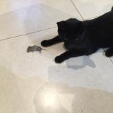 Picture of cat lost at Perigny Sur Yerres