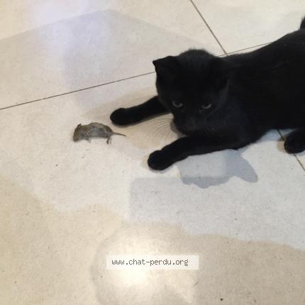 Photo 1/1 TIte Chat lost in Perigny sur yerres