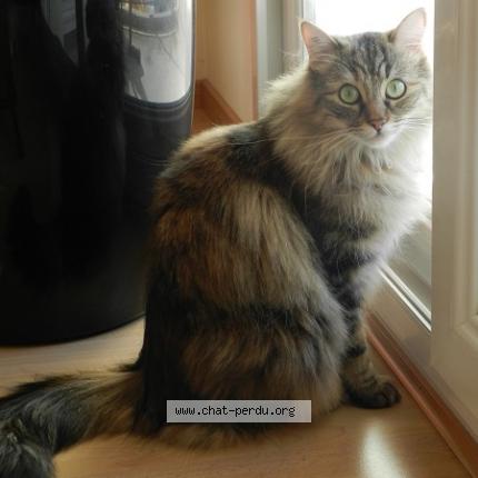 Photo 1/1 Joy Chat lost in Saint sebastien sur loire