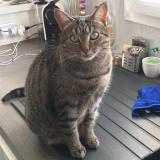 Picture of cat lost at Minzier