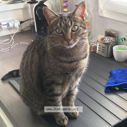 Photo 1/1 Loki Chat lost in Minzier