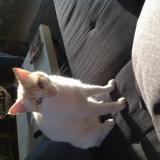 Picture of cat lost at Saint Congard