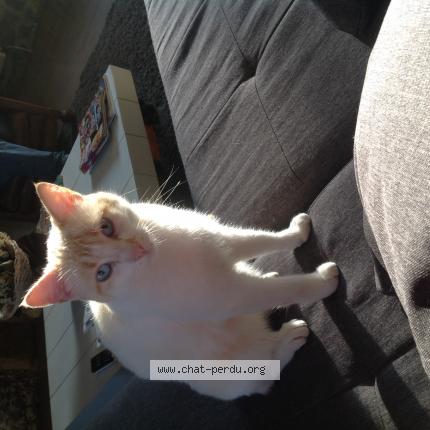 Photo 1/1 CLOVIS Chat lost in Saint congard