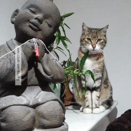 Photo 1/1 Lolote Chat lost in Hyeres