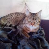 Picture of cat lost at Venansault