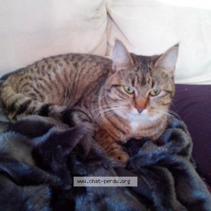 Photo 1/1 Jana Chat lost in Venansault