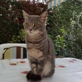 Picture of cat lost at Limoges