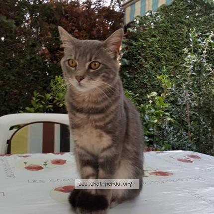 Photo 1/1 Ramdam Chat lost in Limoges