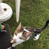 Picture of cat lost at Sainte Eulalie